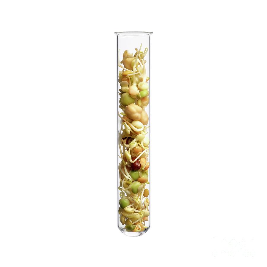 Sprouting Beans In Test Tube Photograph by Science Photo Library