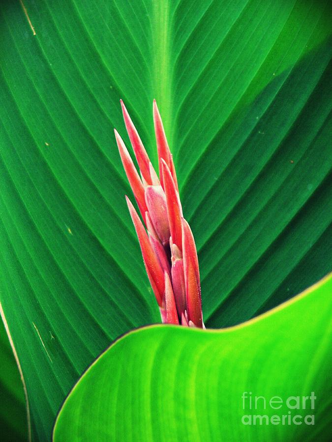 Flower Photograph - Sprouting Canna Lily   by Sarah Loft