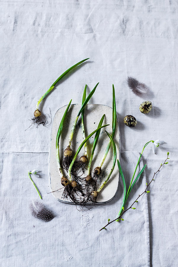 Sprouting Ramsons Bulbs On Board Photograph by Carolin Strothe