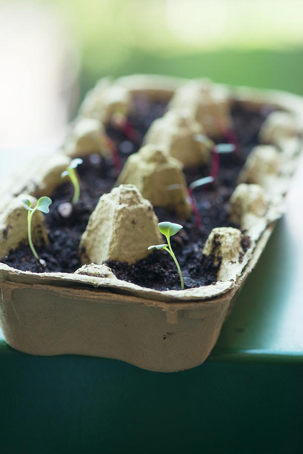 Sprouts Germinating In An Egg Carton Photograph by Manuela Rther