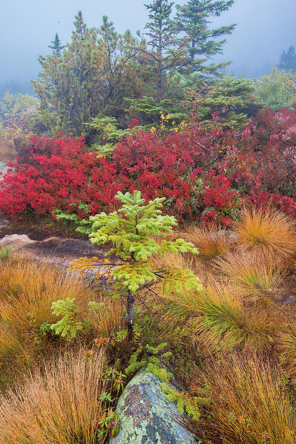 Spruce And Autumn Blueberry Photograph by Jeff Foott