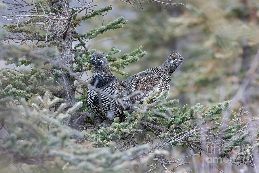 Spruce Grouse Photograph by Chris Madeley/science Photo Library