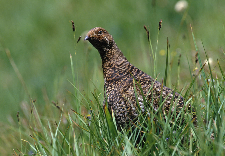 Spruce Grouse Dendragapus Canadensis Photograph by Nhpa