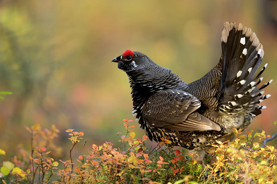 Spruce Grouse In Forest, Denali National Park, Alaska, Usa Photograph by Danny Green / Naturepl.com Spruce Grouse In Forest, Denali National Park, Alaska, Usa Photograph by Danny Green / Naturepl.com