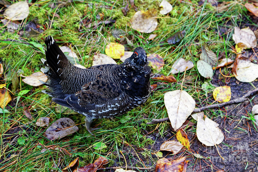 Spruce Grouse male Falcipennis canadensis Upland Game Birds Phasianidae Galliformes Photograph by Robert C Paulson Jr