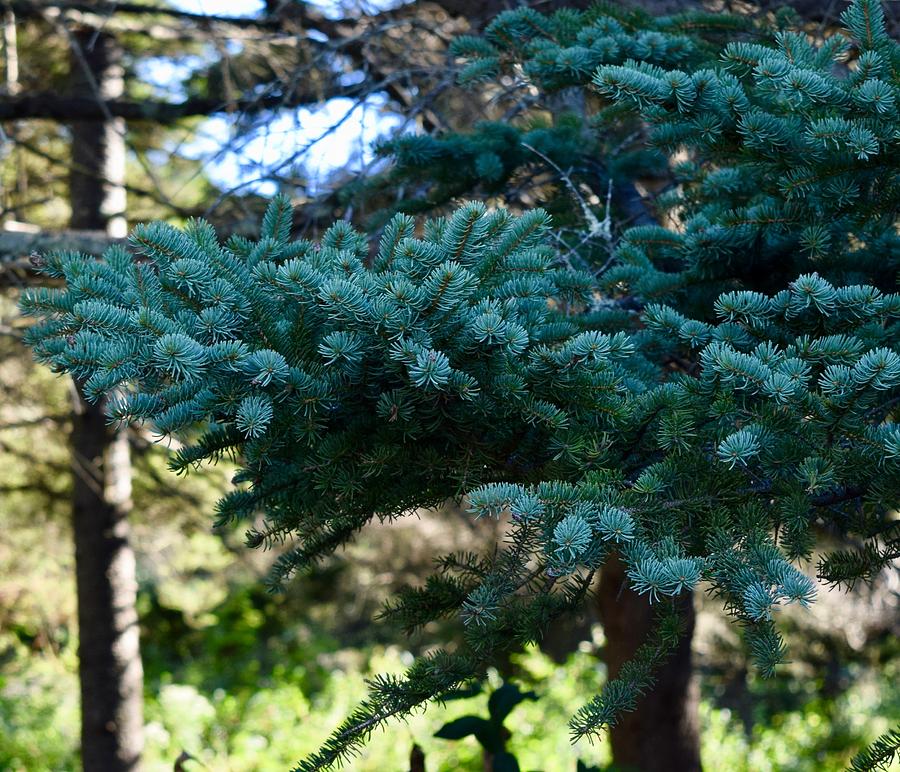 Spruce Smells Like Christmas Photograph by Debra Grace Addison