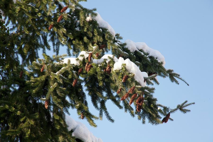 Spruce With Cones In Winter Photograph by Martina Schindler