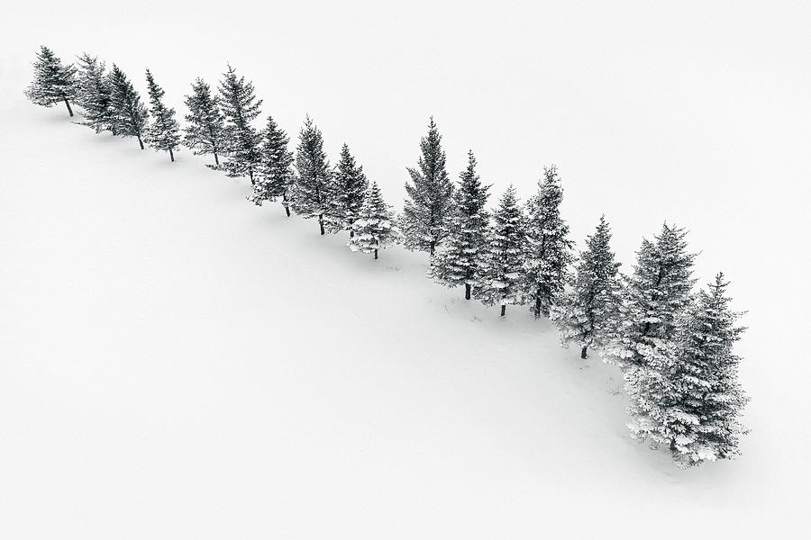 Spruces Growing In Row On Snow Photograph by Cavan Images / Oscar Bjarnason