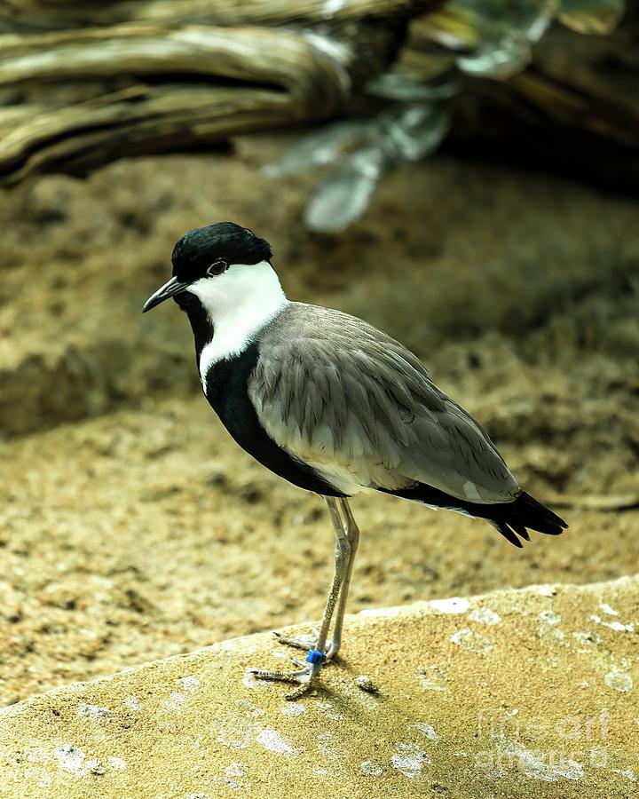 Spur-Winged Plover Photograph by Jon Burch Photography
