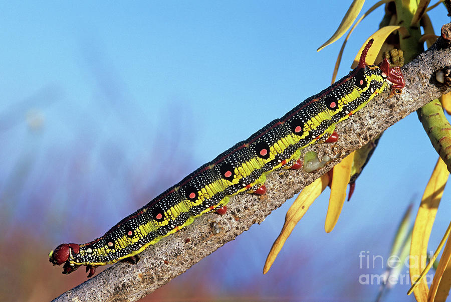 Spurge Hawk Moth Caterpillar