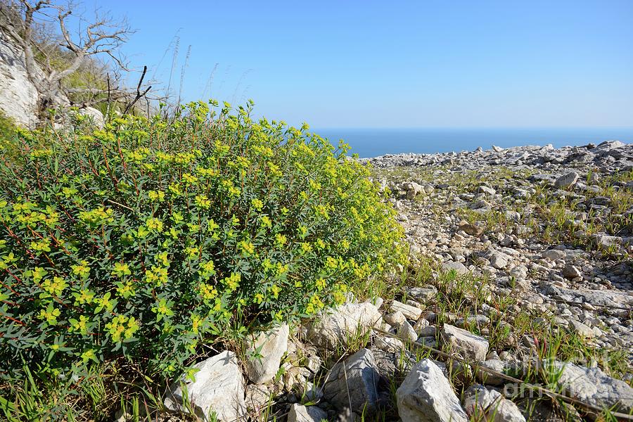 Spurge Plant Growing By Coast Photograph by Bruno Petriglia/science ...