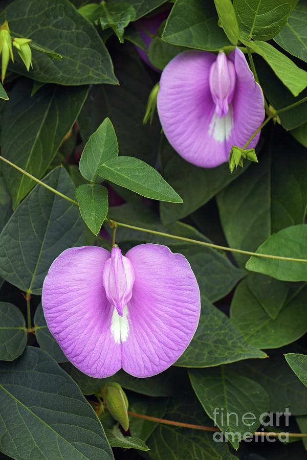 Nature Photograph - Spurred Butterfly Pea Flowers (centrosema Virginianum) by Dr. Nick Kurzenko/science Photo Library