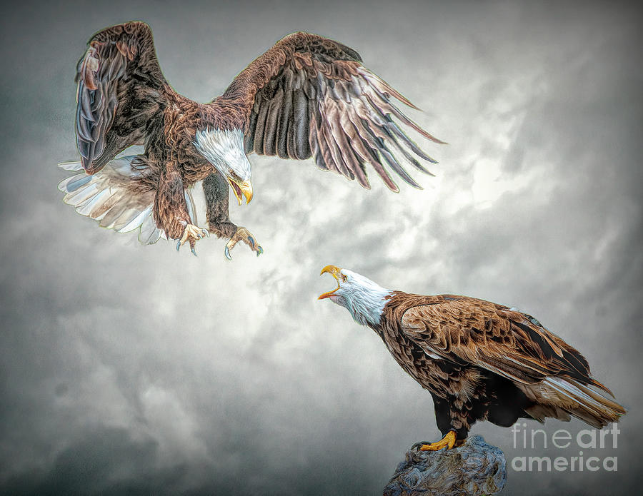 Squabbling Eagles Digital Art by Brian Tarr