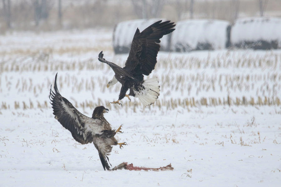 Squabbling Eagles Photograph by Brook Burling