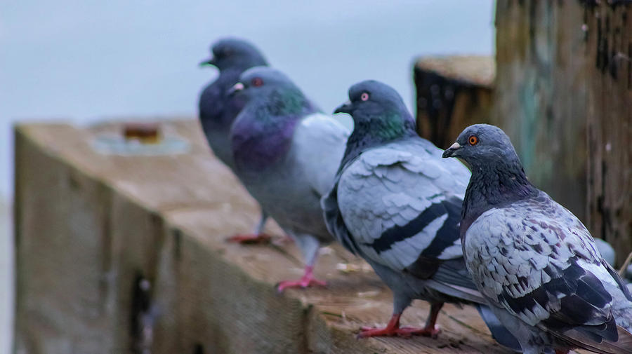 Squad Ready Photograph By Kevin Chen - Fine Art America