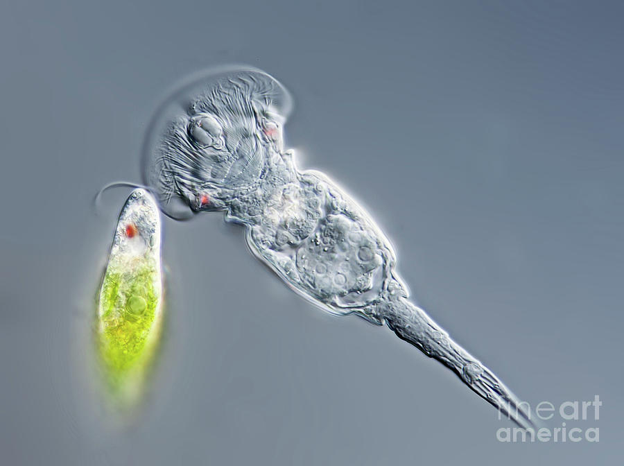 Squantinella Rotifer Photograph by Gerd Guenther/science Photo Library