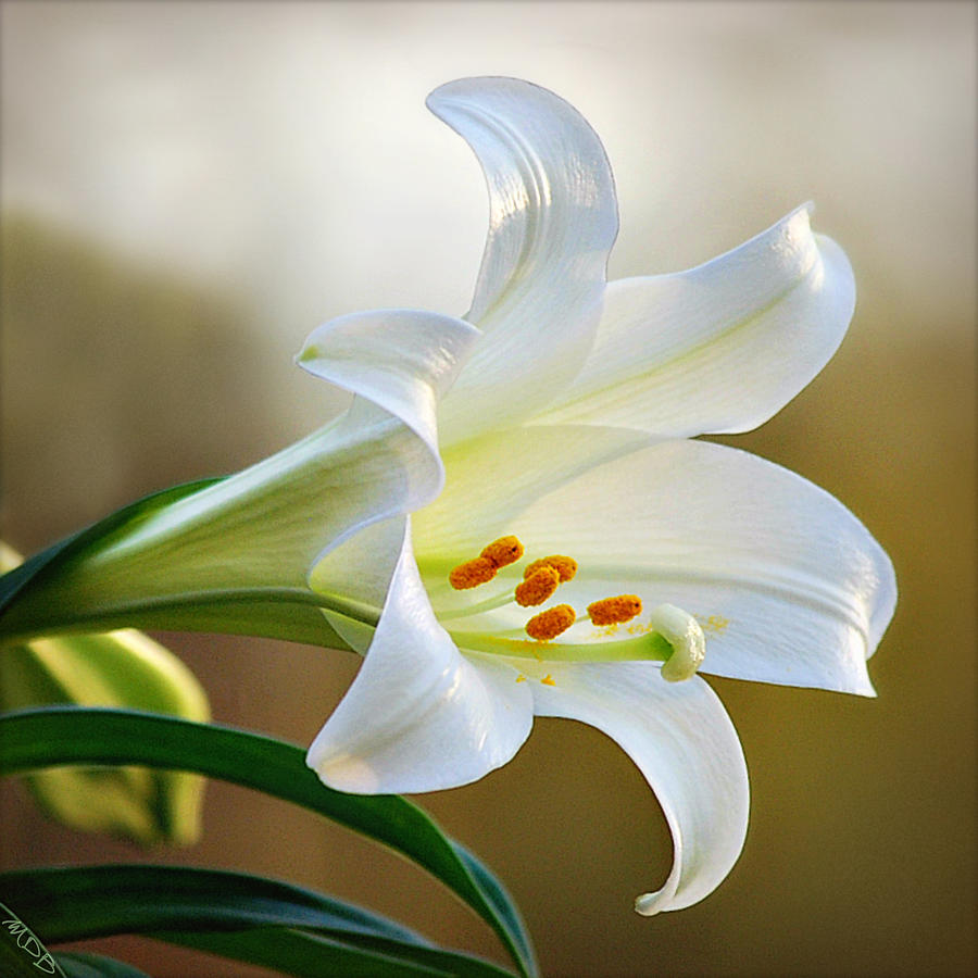 Easter Lily Portrait Square Format Photograph by Marilyn DeBlock - Fine ...
