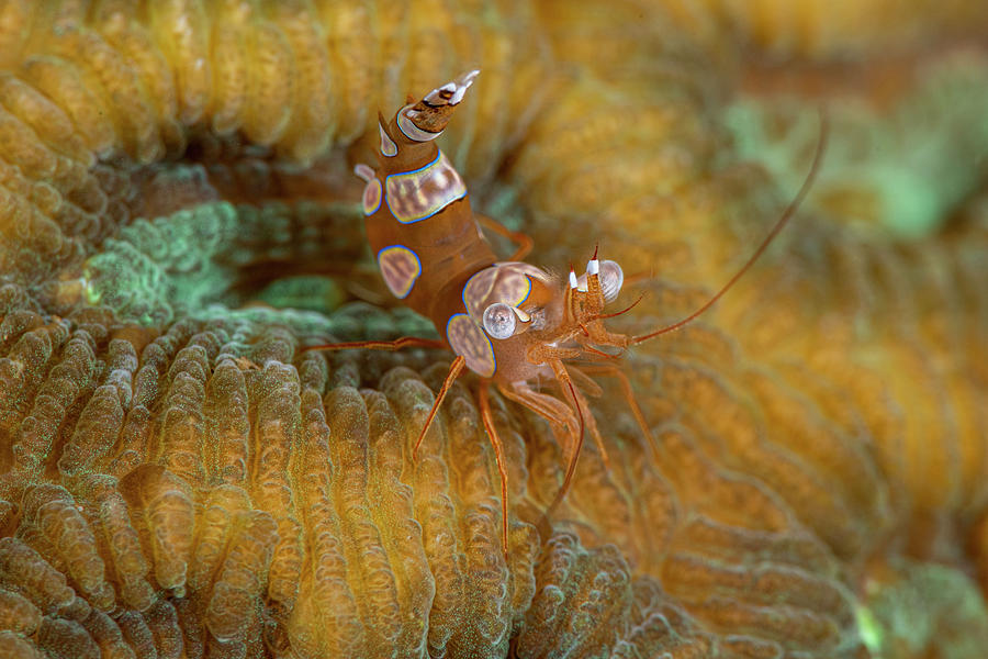 Squat Anemone Shrimp Photograph by Andrew Martinez