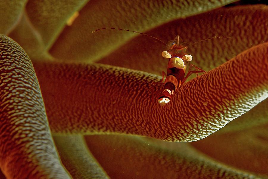 Squat Anemone Shrimp Photograph by Robin Wilson Photography