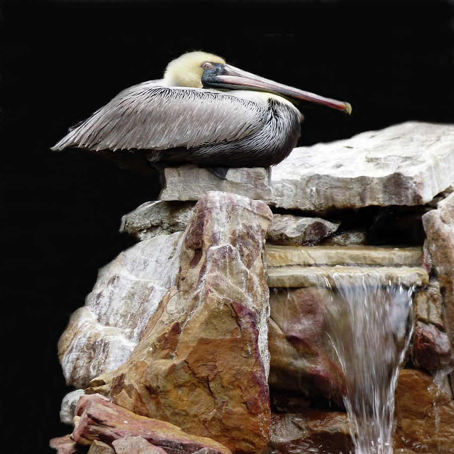 Squatting Pelican Mixed Media by Sharon Williams Eng