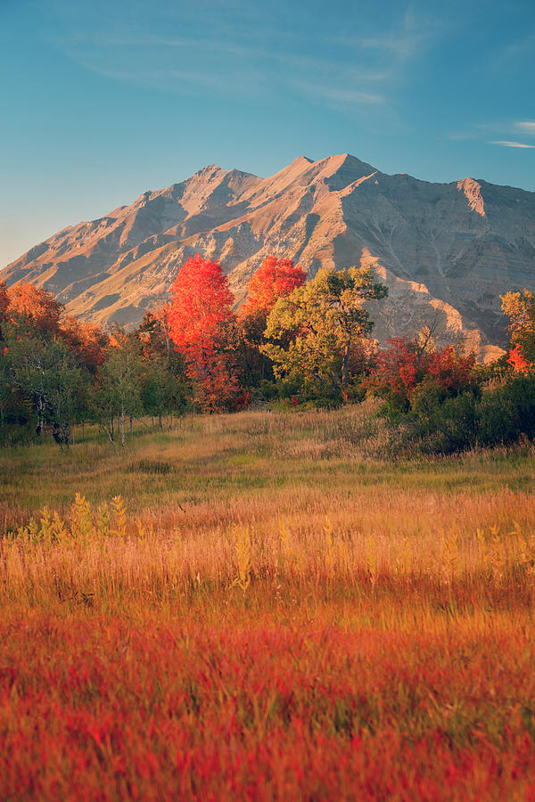 Fall Photograph - Squaw Peak Reds by Wasatch Light