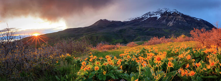 Squaw Peak Wildflower Sunstar Panorama by Johnny Adolphson Squaw Peak Wildflower Sunstar Panorama by Johnny Adolphson