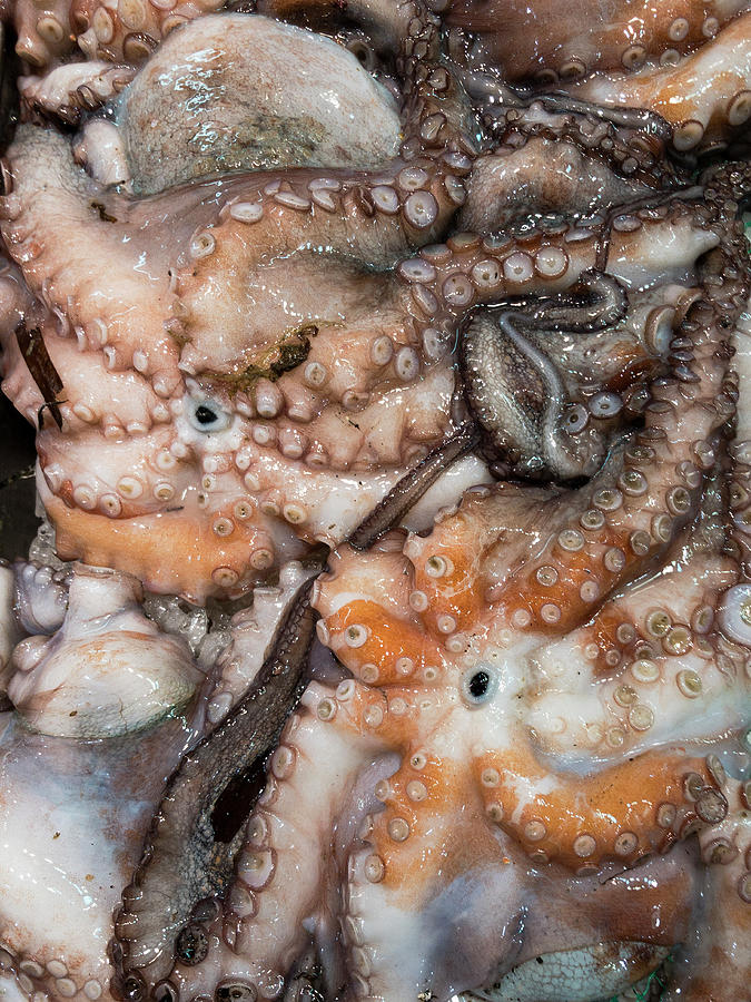 Squid At A Fish Market full Screen Photograph by Jan Wischnewski