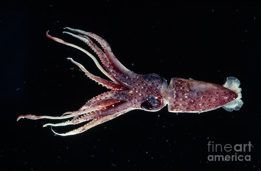 Squid Photograph by British Antarctic Survey/science Photo Library