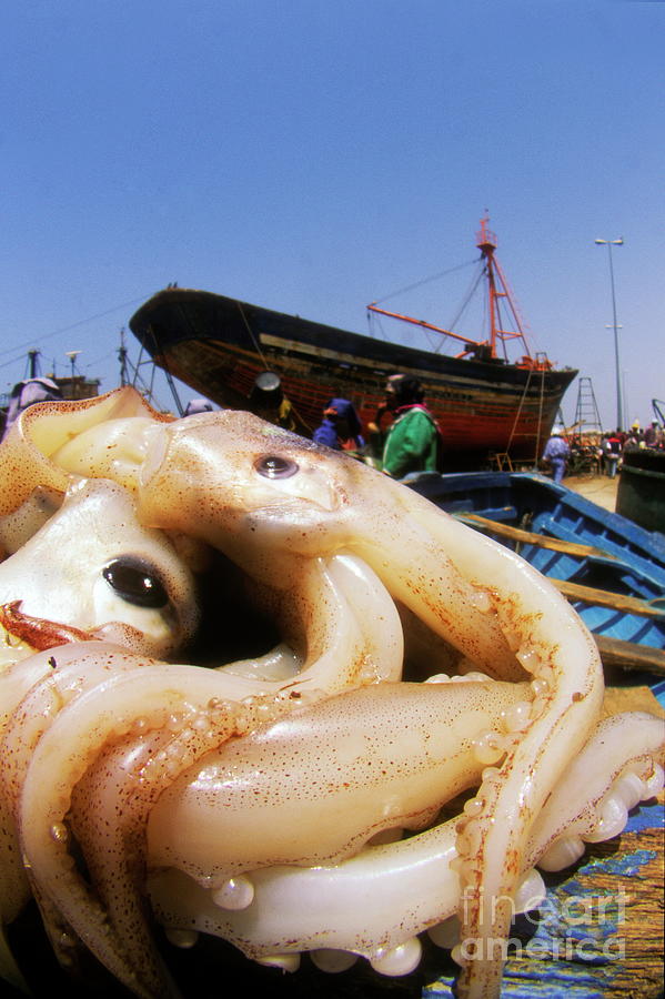 Squid Catch Photograph by Dr. John Brackenbury/science Photo Library