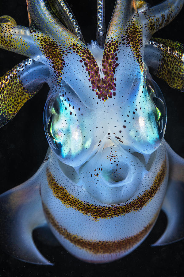 Calamar Photograph - Squid Close Up by Barathieu Gabriel