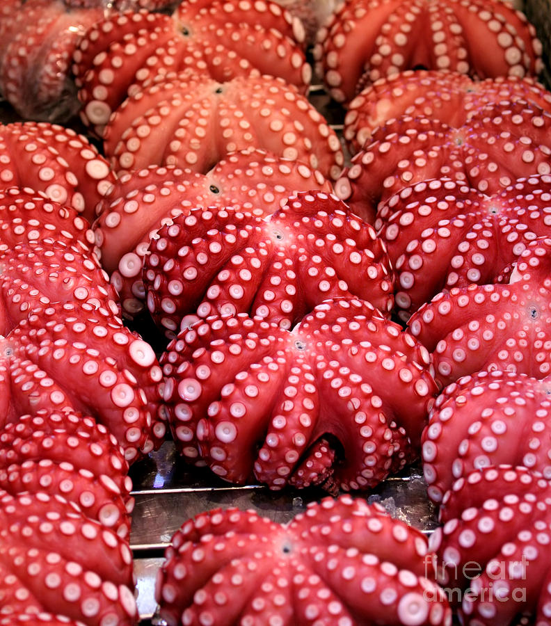 Octopus Photograph - Squids At Food Market by Henrik Winther Andersen Octopus Photograph - Squids At Food Market by Henrik Winther Andersen
