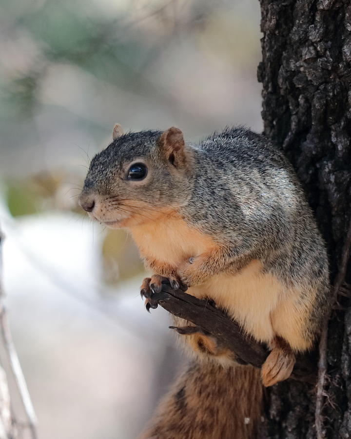 Squirrel 3582 Photograph by John Moyer