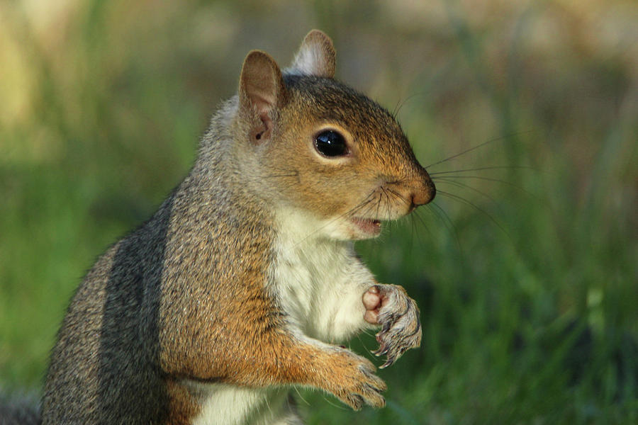 Squirrel 4 Photograph by David Stasiak