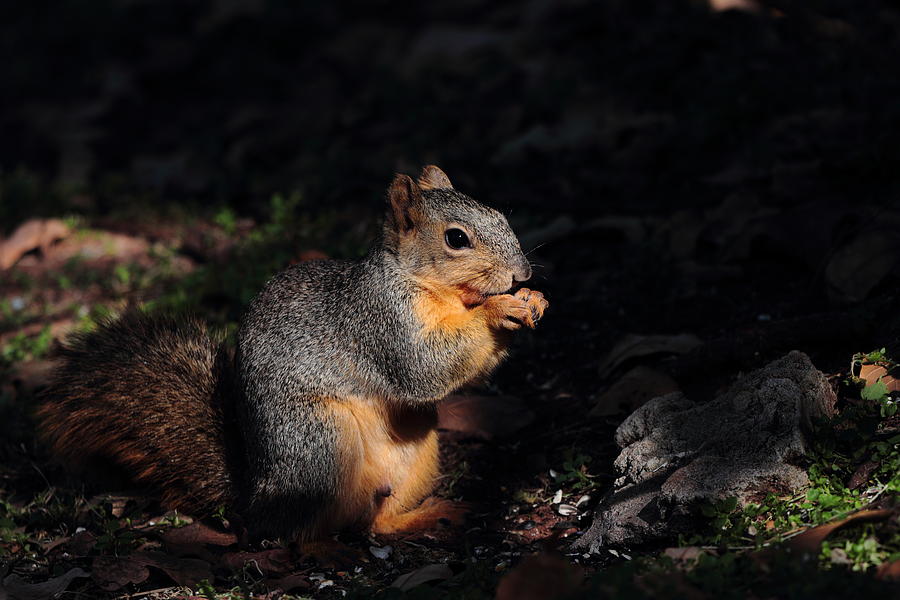 Squirrel 4037 Photograph by John Moyer