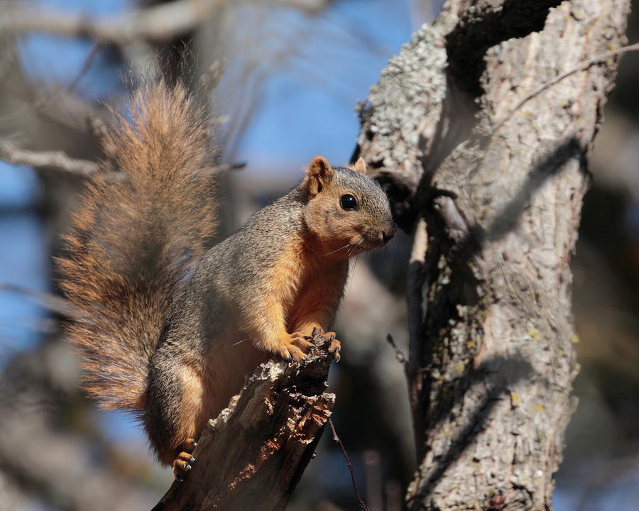 Squirrel 6661 Photograph by John Moyer
