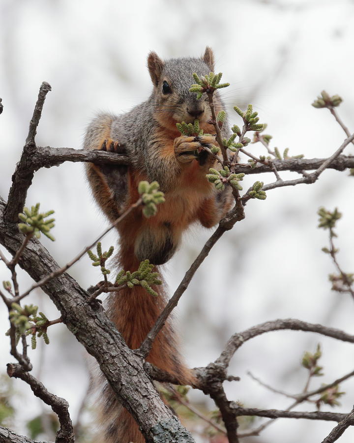 Squirrel 6997 Photograph by John Moyer