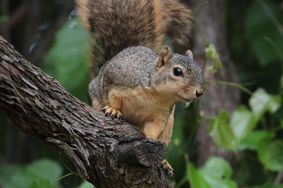 Squirrel 7699 Photograph by John Moyer