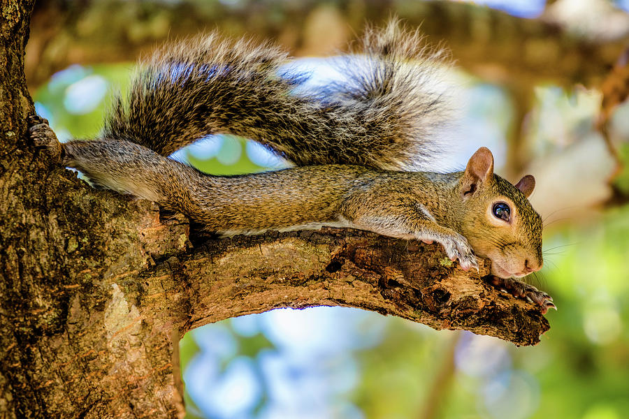 Squirrel All Stretched Out Photograph by Jordan Hill