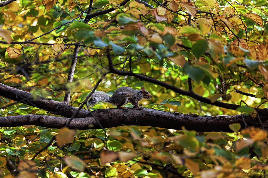 Squirrel and Autumn Leaves Photograph by Robert Ullmann