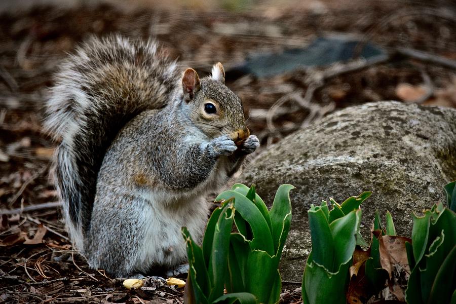 Squirrel And His Dinner Photograph by Jeffrey PERKINS