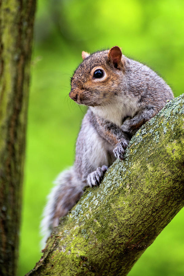 Squirrel at Greenwich Park by Pablo Lopez Squirrel at Greenwich Park by Pablo Lopez