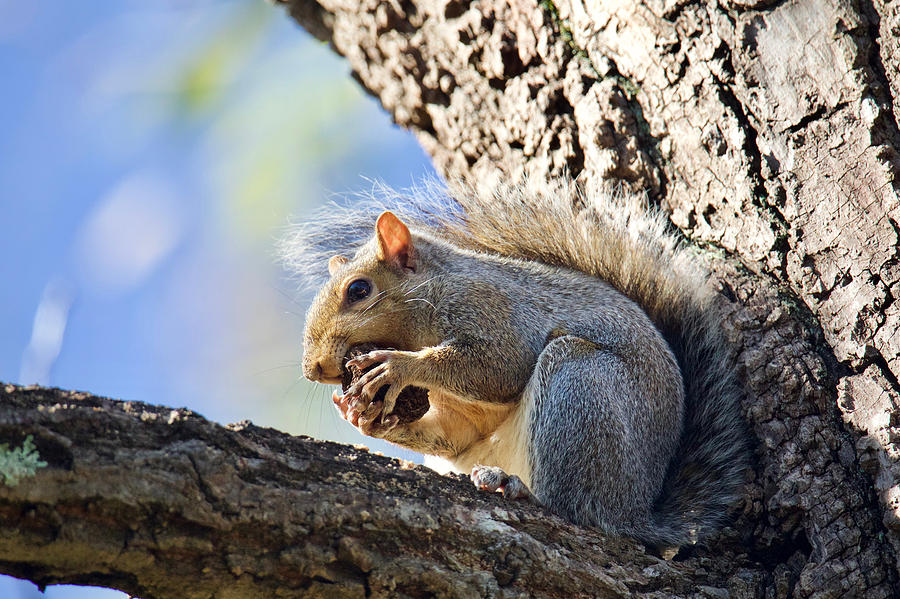 Squirrel Bites Photograph by Rachel Morrison