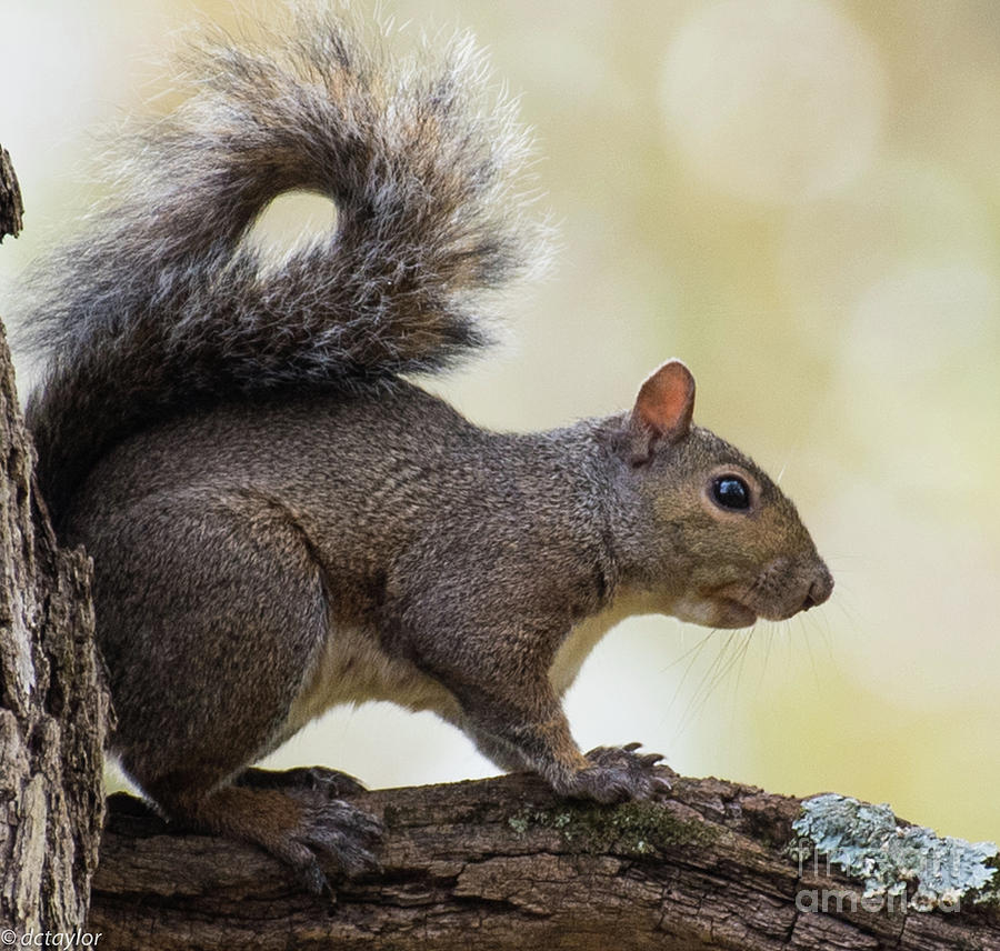 Squirrel  Photograph by David Taylor