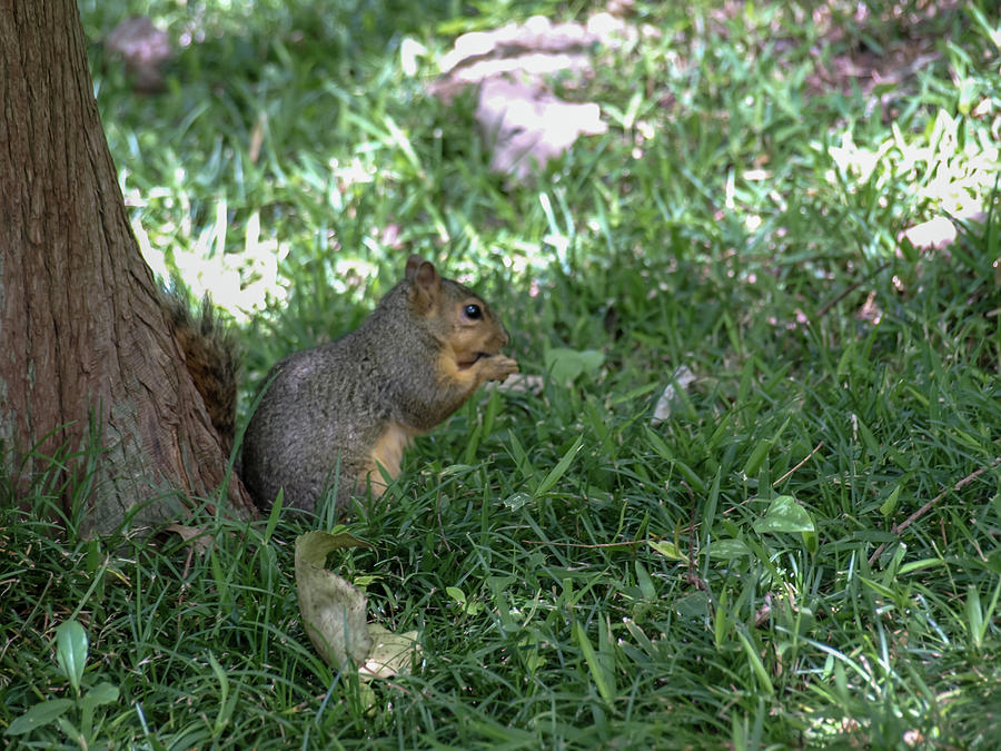 Squirrel Dinning Photograph by C Winslow Shafer
