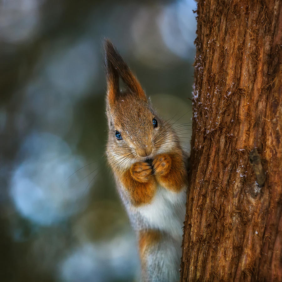 Moscow Photograph - Squirrel by Dmitry Laudin
