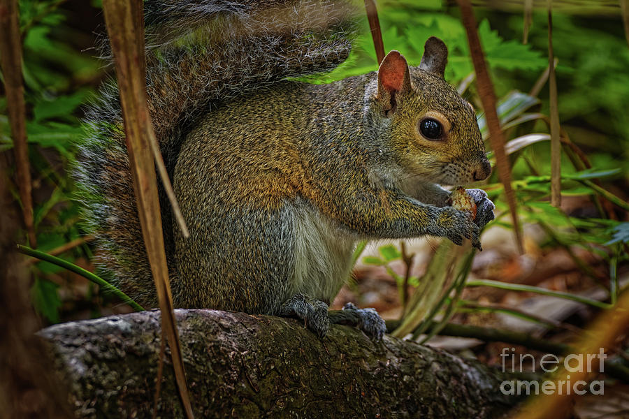 Squirrel Eating a Nut - 1732 by Marvin Reinhart Squirrel Eating a Nut - 1732 by Marvin Reinhart