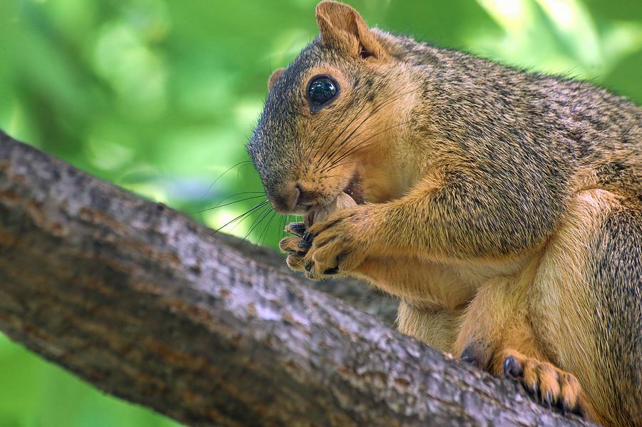 Squirrel Eating A Nut In A Tree Photograph by Don Northup