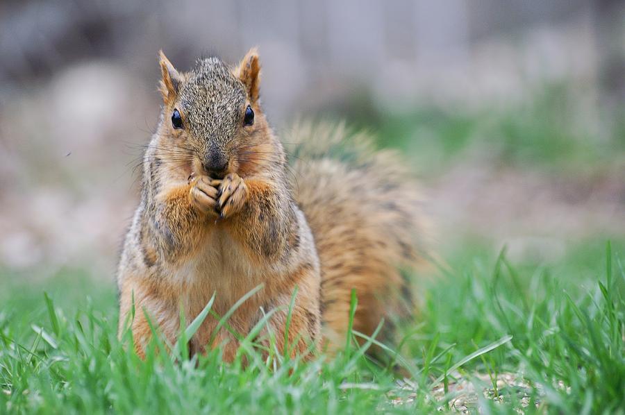 Squirrel Eating A Seed Photograph by Don Northup