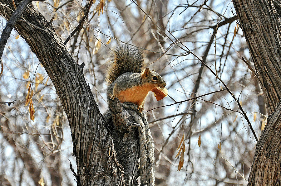 Squirrel Eating Bread Photograph by Chance Kafka