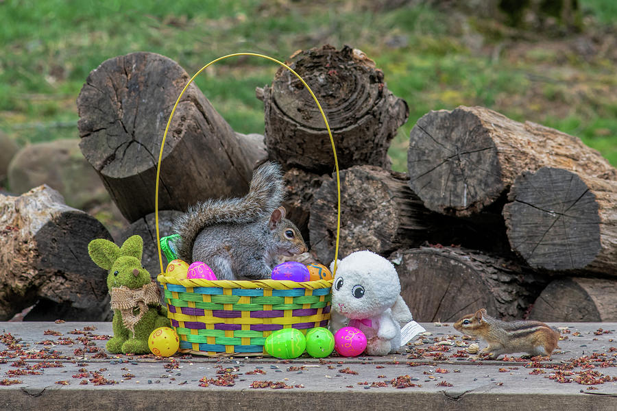 Squirrel eating in Easter basket Photograph by Dan Friend
